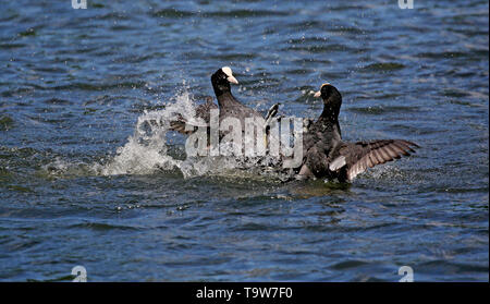 Heywood, Regno Unito, 20 maggio, 2019. Folaghe avente una battaglia. Queens Park, Heywood, Greater Manchester. Credito: Barbara Cook/Alamy Live News Foto Stock