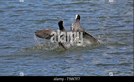 Heywood, Regno Unito, 20 maggio, 2019. Folaghe battaglia usando le unghie . Queens Park, Heywood, Greater Manchester. Credito: Barbara Cook/Alamy Live News Foto Stock