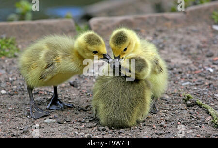 Heywood, Regno Unito, 20 Maggio 2019.Gosling fratelli su un percorso, Queens Park, Heywood, Greater Manchester. Credito: Barbara Cook/Alamy Live News Foto Stock