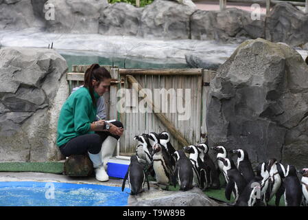 Madrid, Madrid, Spagna. Il 20 maggio 2019. I Penguins africani visto fare la coda per mangiare di fronte al loro detentore a Madrid zoo.Zoo di Madrid partecipa alla conservazione del pinguino africano (Spheniscus demersus), che è elencato nella Red Libro dati come specie in via di estinzione. Circa 4 milioni di pinguini esisteva già all'inizio del XX secolo. Oggi solo 55.000. Credito: John Milner/SOPA Immagini/ZUMA filo/Alamy Live News Foto Stock