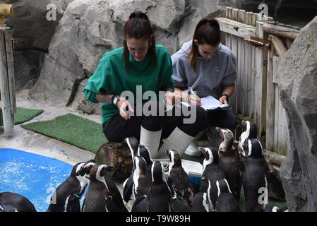 Madrid, Madrid, Spagna. Il 20 maggio 2019. I Penguins africani visto fare la coda per mangiare davanti ai loro detentori a Madrid zoo.Zoo di Madrid partecipa alla conservazione del pinguino africano (Spheniscus demersus), che è elencato nella Red Libro dati come specie in via di estinzione. Circa 4 milioni di pinguini esisteva già all'inizio del XX secolo. Oggi solo 55.000. Credito: John Milner/SOPA Immagini/ZUMA filo/Alamy Live News Foto Stock