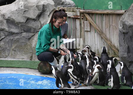 Madrid, Madrid, Spagna. Il 20 maggio 2019. I Penguins africani visto fare la coda per mangiare di fronte al loro detentore a Madrid zoo.Zoo di Madrid partecipa alla conservazione del pinguino africano (Spheniscus demersus), che è elencato nella Red Libro dati come specie in via di estinzione. Circa 4 milioni di pinguini esisteva già all'inizio del XX secolo. Oggi solo 55.000. Credito: John Milner/SOPA Immagini/ZUMA filo/Alamy Live News Foto Stock