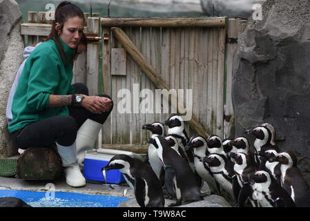 Madrid, Madrid, Spagna. Il 20 maggio 2019. I Penguins africani visto fare la coda per mangiare di fronte al loro detentore a Madrid zoo.Zoo di Madrid partecipa alla conservazione del pinguino africano (Spheniscus demersus), che è elencato nella Red Libro dati come specie in via di estinzione. Circa 4 milioni di pinguini esisteva già all'inizio del XX secolo. Oggi solo 55.000. Credito: John Milner/SOPA Immagini/ZUMA filo/Alamy Live News Foto Stock