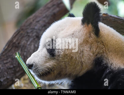 Vienna, Austria. Il 20 maggio 2019. Panda gigante Yuan Yuan è visto alla Zoo di Schoenbrunn in Vienna (Austria), il 20 maggio 2019. Panda gigante Yuan Yuan è stato consegnato ufficialmente allo zoo di una grande cerimonia il lunedì mattina. Yuan Yuan è un 19-anno-vecchio maschio che è stata a Vienna a partire dalla metà di aprile e messi in quarantena per un mese prima di visitatori potrebbe dare uno sguardo a lui. Credito: Guo Chen/Xinhua/Alamy Live News Foto Stock