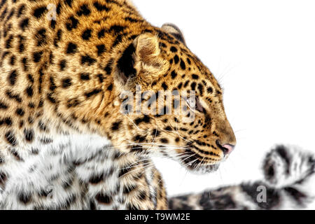 Il leopardo di Amur è una sottospecie di leopard di se la Russia e la Cina NE. È in pericolo critico con circa 60 sinistra nel selvaggio. Foto Stock