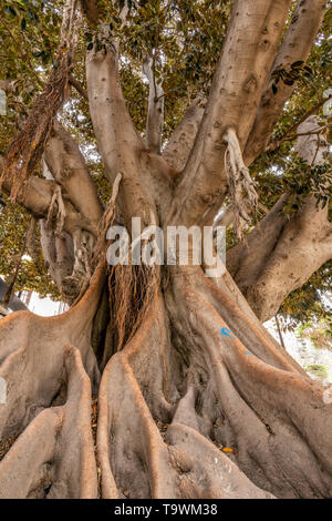 Ficus macrophylla tree, Valencia, Comunidad Valenciana, Spagna Foto Stock