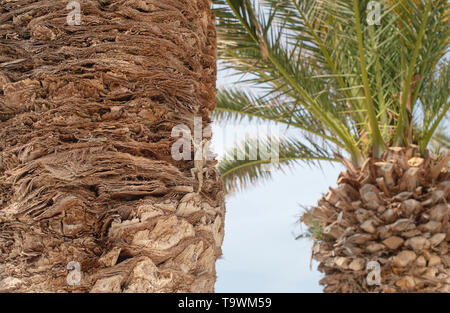 Piccola lucertola sul palm Foto Stock