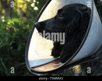 Un cane in campo medico cono collarino. Foto Stock