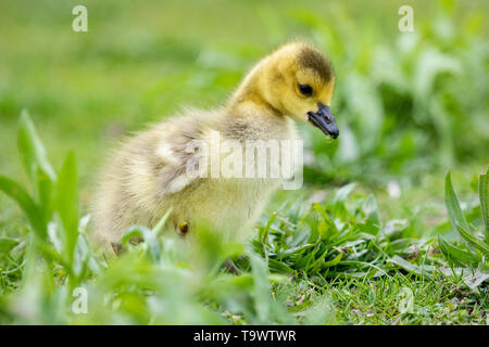 Fauna uccelli canadese giovani migranti capretti Canada Goose oche nel parco Foto Stock