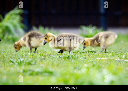 Fauna uccelli canadese giovani migranti capretti Canada Goose oche nel parco Foto Stock