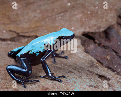 Il giallo e il nero poison dart frog,dendrobates galactonotus del Brasile Amazzonia foresta di pioggia, esotico animale da compagnia nella foresta pluviale tropicale terrarium Foto Stock