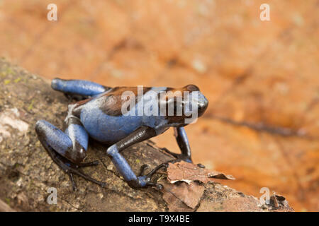 Blue Harlequin poison dart frog, Oophaga histrionica. Un piccolo esotici tropicali dartfrog velenose dalla foresta pluviale di Colombia. Foto Stock
