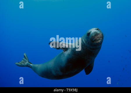 Hawaiian foca monaca, Neomonachus schauinslandi, specie in via di estinzione, Lehua Isola, Niihau, Hawaii, STATI UNITI D'AMERICA Foto Stock