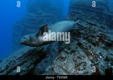 Hawaiian foca monaca, Neomonachus schauinslandi, specie in via di estinzione, Lehua Isola, Niihau, Hawaii, STATI UNITI D'AMERICA Foto Stock