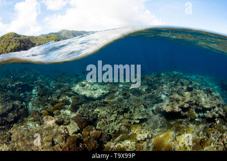 Shallow Coral reef con diverse specie di Acropora, Fagaalu Bay, Pago Pago, Tutuila Island, Samoa americane Foto Stock