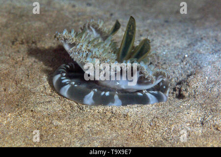 Sottosopra meduse, Cassiopea andromeda, Kaneohe Bay, Oahu, Hawaii, STATI UNITI D'AMERICA Foto Stock