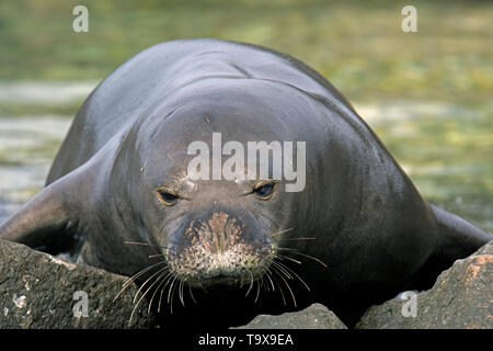 In pericolo critico Hawaiian foca monaca, Neomonachus schauinslandi, Kaena Point, North Shore Oahu, Hawaii, STATI UNITI D'AMERICA Foto Stock