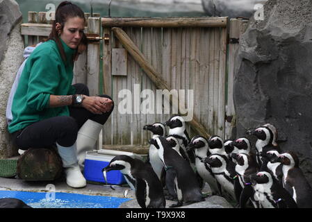 I Penguins africani visto fare la coda per mangiare di fronte al loro detentore presso lo zoo di Madrid. Zoo di Madrid partecipa alla conservazione del pinguino africano (Spheniscus demersus), che è elencato nella Red Libro dati come specie in via di estinzione. Circa 4 milioni di pinguini esisteva già all'inizio del XX secolo. Oggi solo 55.000. Foto Stock