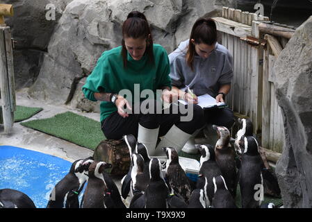 I Penguins africani visto fare la coda per mangiare davanti i loro custodi presso lo zoo di Madrid. Zoo di Madrid partecipa alla conservazione del pinguino africano (Spheniscus demersus), che è elencato nella Red Libro dati come specie in via di estinzione. Circa 4 milioni di pinguini esisteva già all'inizio del XX secolo. Oggi solo 55.000. Foto Stock