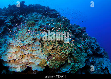 Coral reef scena subacquea, isola di Wallis, Wallis & Futuna, Sud Pacifico Foto Stock