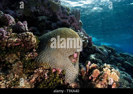 Massive faviid colonia di corallo, Rongelap, Isole Marshall, Stati Federati di Micronesia Foto Stock