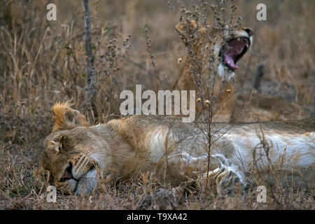 Sleeping leonesse, Panthera leo, Kruger National Park, Sud Africa Foto Stock