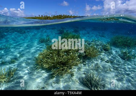 Immagine sdoppiata del staghorn coral, Acropora sp., e isola disabitata, Ailuk atoll, Isole Marshall, Pacific Foto Stock