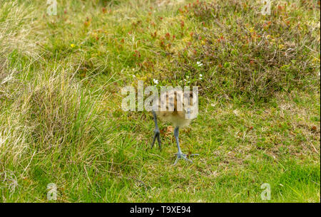 Curlew pulcino, nome scientifico: Numenius arquata) appena schiuse curlew pulcino su un fagiano di monte Moro nello Yorkshire. Massa di uccelli nidificanti sono molto vulnerabili Foto Stock