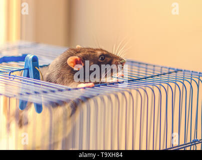 Un ratto di fantasia (Rattus norvegicus) sta cercando di aprire la sua gabbia metallica in interni. Foto Stock