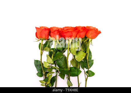 Un mazzo di rose rosse. Lunghi steli con foglie e germogli. Le rose su uno sfondo bianco. Modello per la progettazione Foto Stock