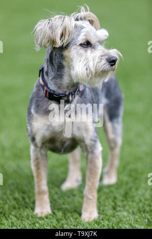 Schnauzer Yorkie incroci (Snorkie) in piedi e cercando un modo. Foto Stock