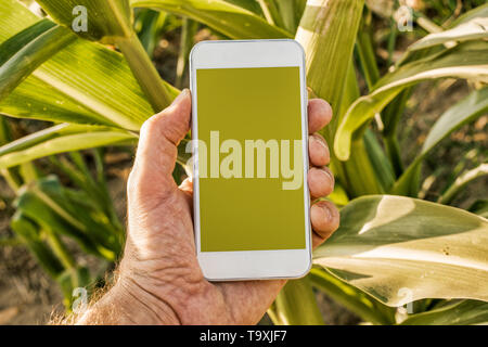 Agritech e smart farming, telefono mobile app mock up schermo - l'agricoltore che detiene smartphone con schermo vuoto come copia di spazio per l'agricoltura relativi applic Foto Stock