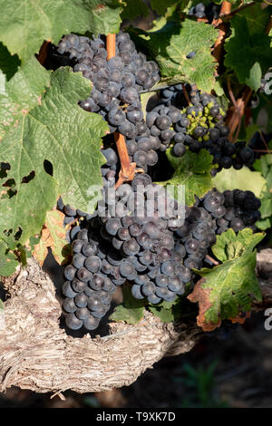 Foto di uva nera da vigneti a Groot Constantia vigneto, Cape Town, Sud Africa, presa su una chiara mattina presto. Foto Stock