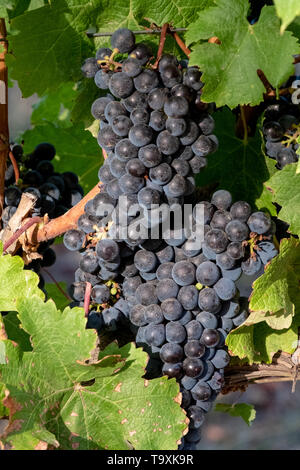 Foto di uva nera da vigneti a Groot Constantia vigneto, Cape Town, Sud Africa, presa su una chiara mattina presto. Foto Stock