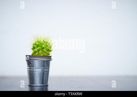 Piccola pianta in un vaso di piante succulente o cactus su uno sfondo bianco, vista frontale. Copia dello spazio. Foto Stock