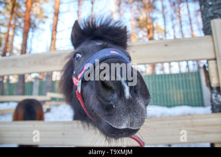 Pony nero in una penna con lana. Ritratto di un pony closeup nella stagione invernale. Foto Stock