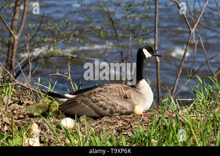 Una femmina di Canada Goose nel nido le uova da cova con il suo goslings sotto la sua ala. Una femmina di oca con la sua goslings. Mamma Goose incubazione di uova. Foto Stock