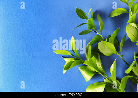 Rami verdi della pianta tropicale sul colore di sfondo Foto Stock
