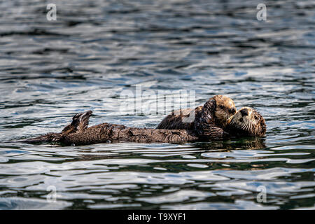 Sea Otter (Enhydra lutris) off la northwestern Vancouver Island a riva, Cape Scott, British Columbia, Canada. Foto Stock