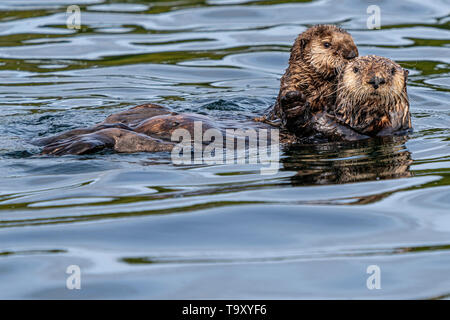 Sea Otter (Enhydra lutris) off la northwestern Vancouver Island a riva, Cape Scott, British Columbia, Canada. Foto Stock