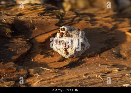 Accumulo di insetti ladybug rosso. Molti ladybugs crogiolarsi al sole seduti su una pietra. Foto Stock