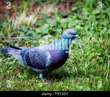 Giovani colomba con una coloratissima riflessione nella sua piuma nella massa di erba in cerca di vermi e bacche Foto Stock