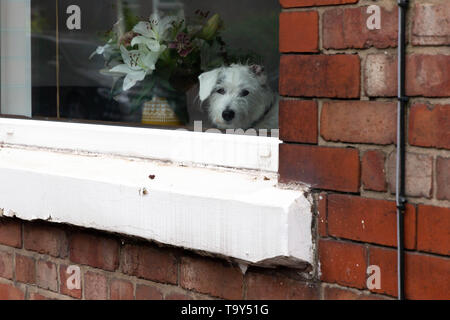 Wire-Haired Parson Russell Terrier dog sitter all'interno di un edificio e guardando fuori da una finestra Foto Stock