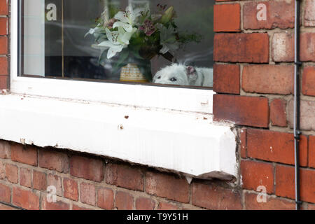 Wire-Haired Parson Russell Terrier dog sitter all'interno di un edificio e guardando fuori da una finestra Foto Stock