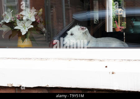 Wire-Haired Parson Russell Terrier dog sitter all'interno di un edificio e guardando fuori da una finestra Foto Stock