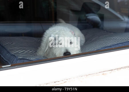 Wire-Haired Parson Russell Terrier dog sitter all'interno di un edificio e guardando fuori da una finestra Foto Stock