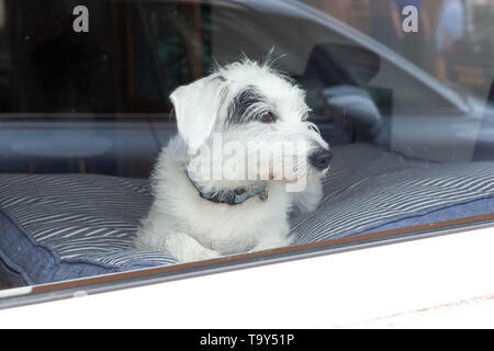 Wire-Haired Parson Russell Terrier dog sitter all'interno di un edificio e guardando fuori da una finestra Foto Stock