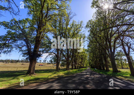 Vista del magnifico viale alberato di oltre 200 inglese alberi di olmo (Ulmus procera) a cappella Gostwyck, vicino Uralla, Nuovo Galles del Sud, Australia Foto Stock