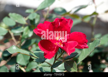 Piccolo appartamento rose su uno stelo del rosaio nel giardino Foto Stock