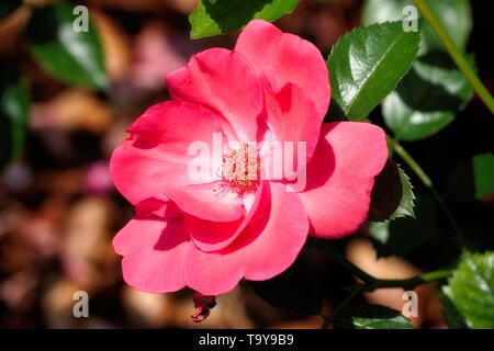Piccolo appartamento rose su uno stelo sotto la luce diretta del sole Foto Stock